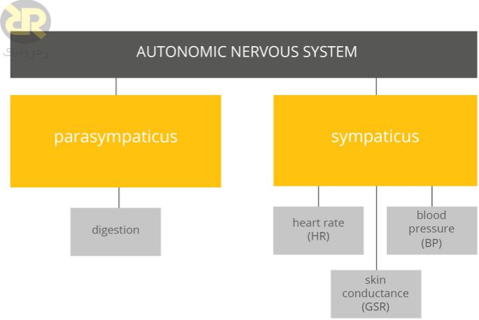 فعالیت سیستم عصبی