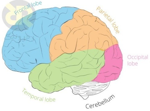 بخشهای مختلف مغز