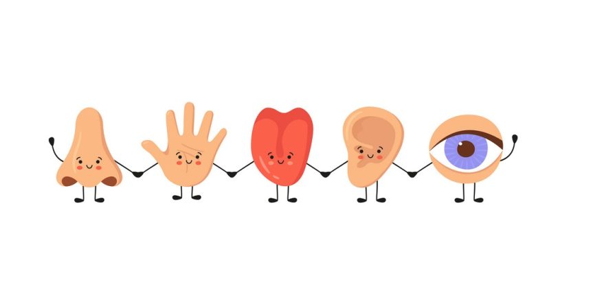 Five human senses organs kawaii characters set. Nose, ear, hand, tongue and eye hold hands. Cute sensory organs. See, hear, feel, smell and taste. Vector illustrations isolated on white background.